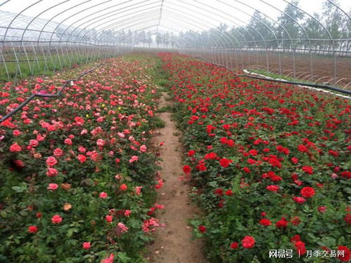 打药：杀菌消毒，杀虫除害