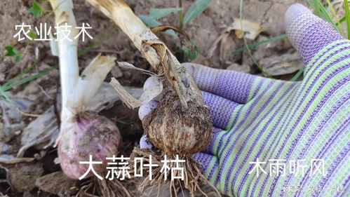 大蒜叶枯病， 夏季的烦恼