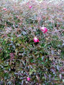 整形修剪：调整树形， 促进开花后来啊