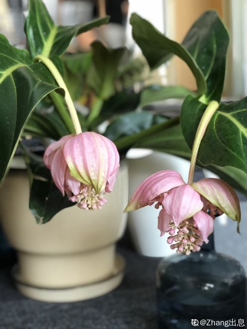 宝莲灯花冬季如何管理？如何让花朵在寒冷中绽放