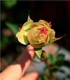 玫瑰花的五彩斑斓