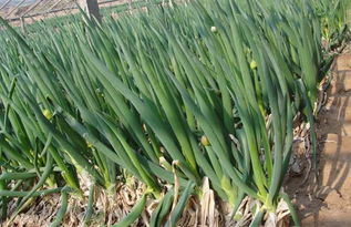 种植葱兰， 这些细节要注意