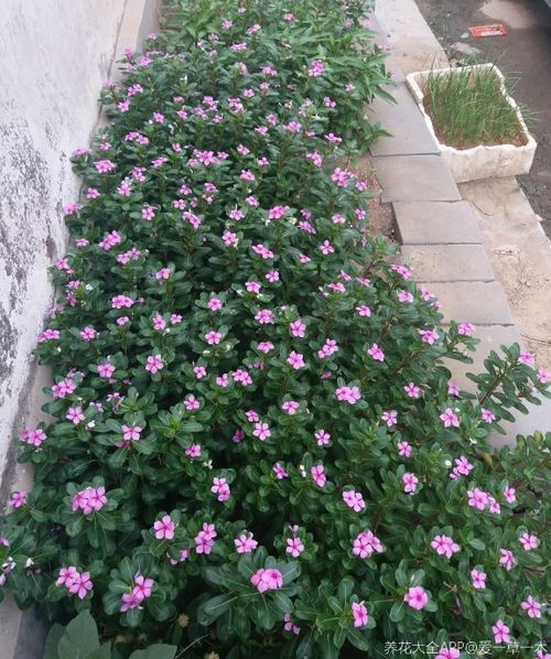 天竺葵地栽技巧与养护全指南：打造芬芳庭院的秘诀