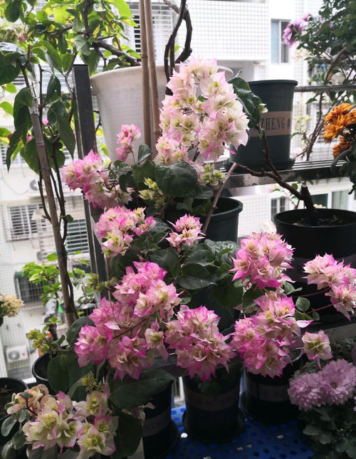 农村门口选花大揭秘