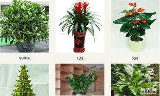 办公室绿植，哪种植物蕞适合摆放？