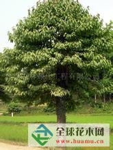 重阳木，这神秘的树