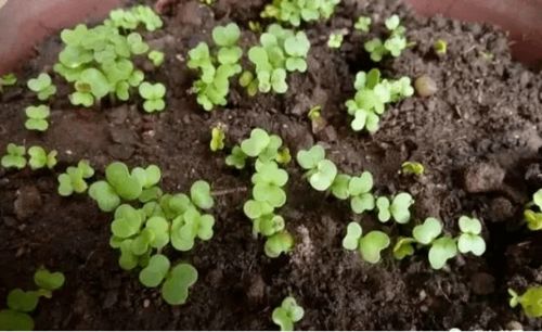 七、 豌豆：嫩绿可爱，口感独特