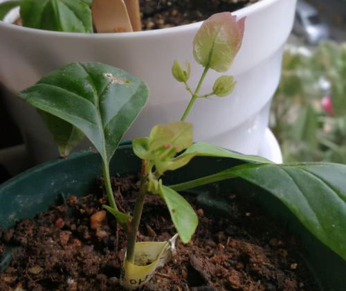 想种食用百合？这篇超简单种植方法
