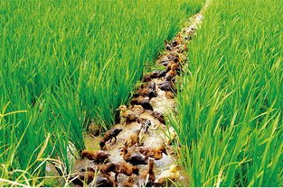 鸭粪对果树的影响