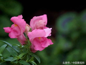 秋天 花儿绽放的季节