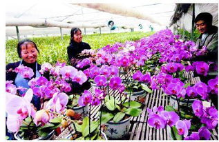 食用类花卉和芳香类花卉的市场前景