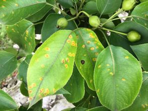 梨树锈病防治：用什么农药效果显著好？