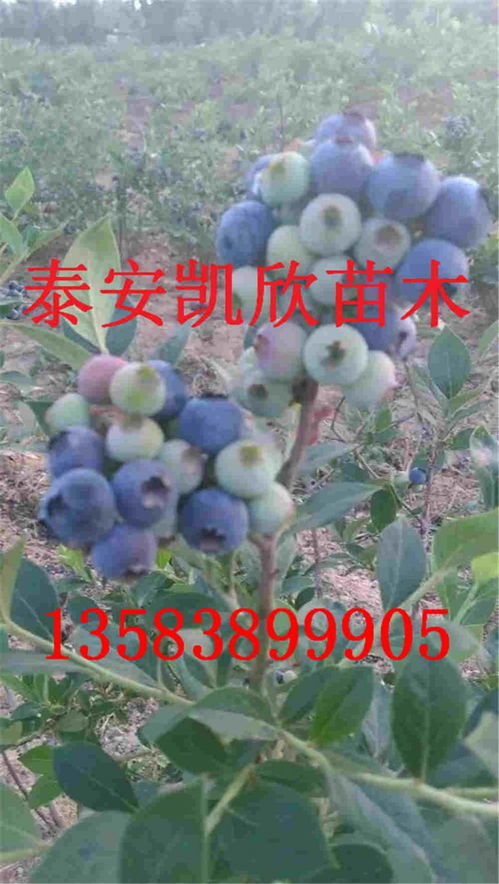 蓝莓大棚种植管理中，如何有效控制病虫害