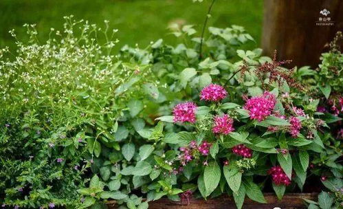 紫荆花移栽技巧，轻松成活攻略