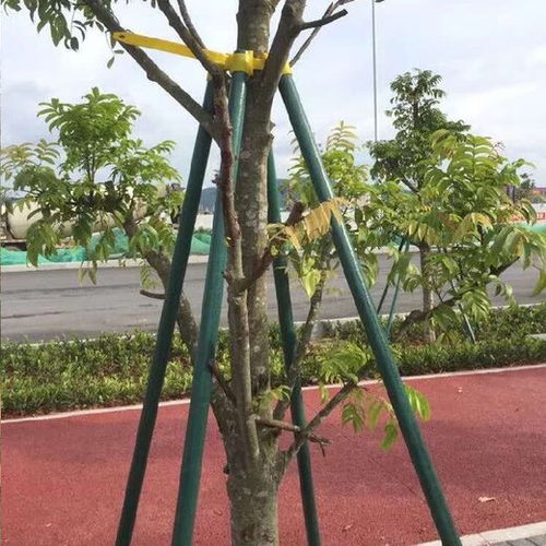 大树移植后设立支柱