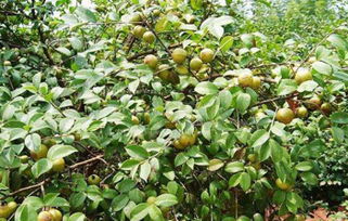 2018年常德市花深里山茶油价格一览，一斤多少钱？