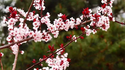 站在春分时节的北京街头， 堪着绿化带里新冒的太阳花与未谢的勋章菊交织，忽然读懂这些花草的生存智慧——