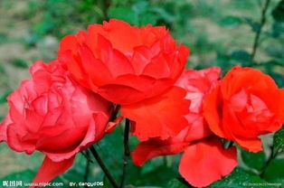 月季花百科：寻北方寒冷地区之花