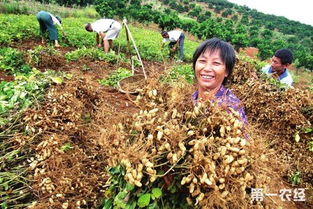 菊脂类农药的使用对环境的影响