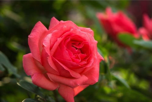 夏天月季花养护：4个要点让你秋花开爆盆