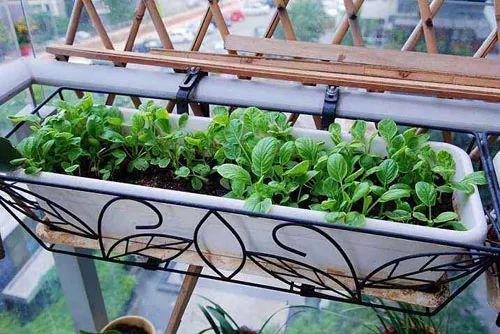 北向阳台的阳光之谜