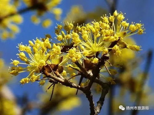 茱萸种植季节大揭秘