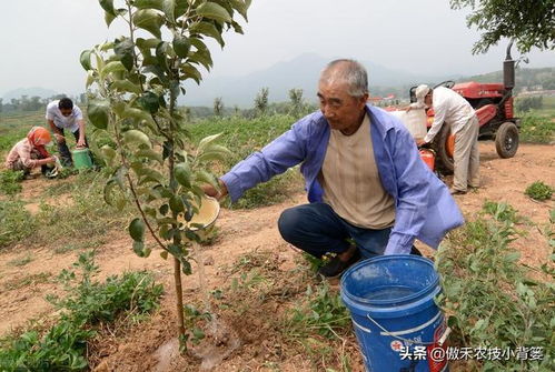 花期浇水， 万万不可
