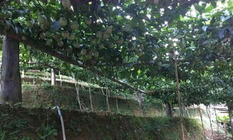 百香果种植技术，为何年年丰收