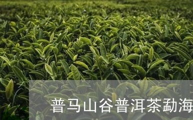 如何分株山马茶？简述分株技巧