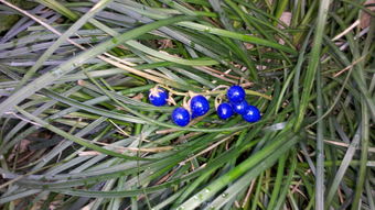 草本园艺的乐趣：从种子到花朵的奇幻旅程