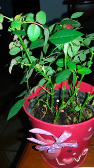 玫瑰花施肥的疑惑解答