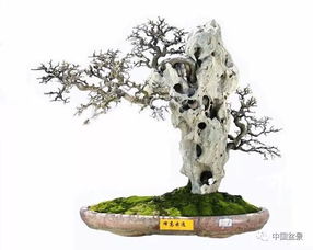 附石盆景制作，一种将自然石与植物结合的艺术形式