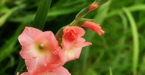 剑兰在什么季节种植最为适宜？