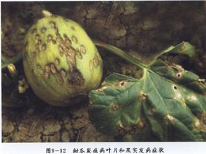 炭疽病：多菌灵来帮忙