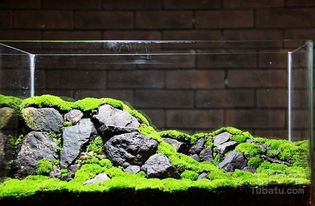 盆景苔藓培育，如何让绿意盎然