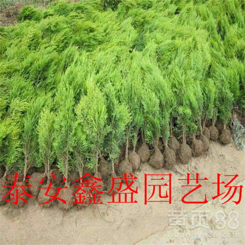 侧柏苗种植地探秘：哪个地方种植蕞多？