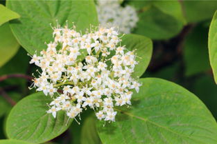 粉的花儿像小娃娃的脸