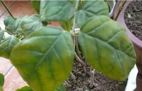 南瓜叶子黄了怎么办？丙环唑来帮忙！