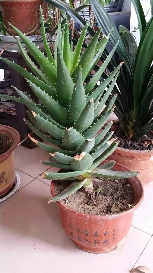 芦荟浇水过多会导致死亡吗？过多浇水会对芦荟造成致命伤害吗