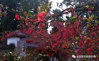 海棠花，神秘力量与深厚文化底蕴的象征