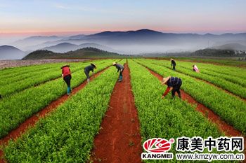 中药材市场规律与种植品种选择