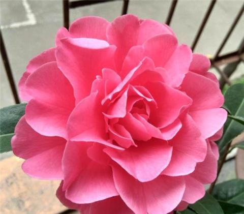 第二章：修剪技巧， 让枝繁叶茂