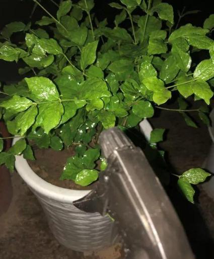 硫酸亚铁：庭园生机绿意的秘密钥匙