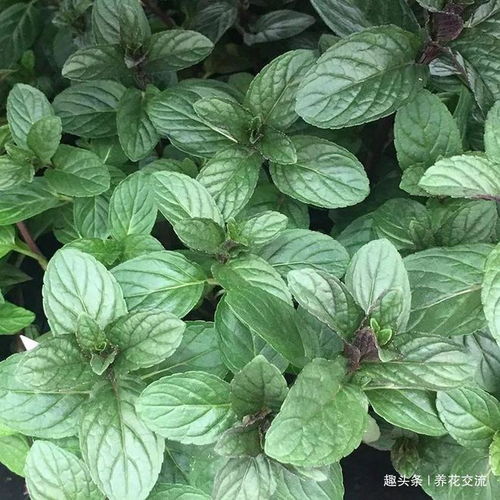 一、 薄荷——清新口气的小帮手