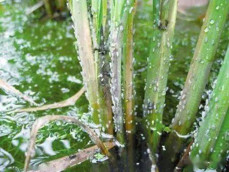 桃树套袋前最佳用药方案：提升果实品质，确保丰收！