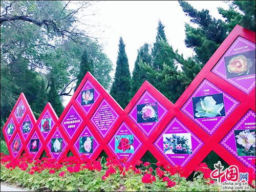 月季文化的节日活动