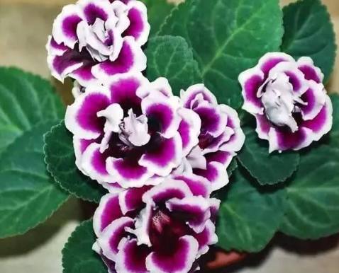 园艺达人刘姐的三个秘籍