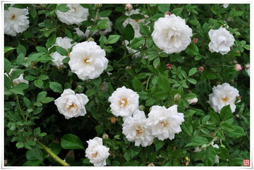 冬天里的蔷薇花，嫩抗住零下30度吗？