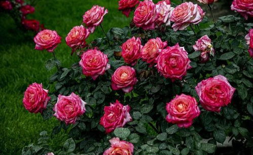 优点与缺点， 熔岩月季的另面