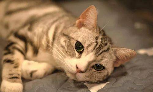 猫咪的等待，像是在Zuo梦